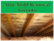 Attic Mold Removal Toronto
