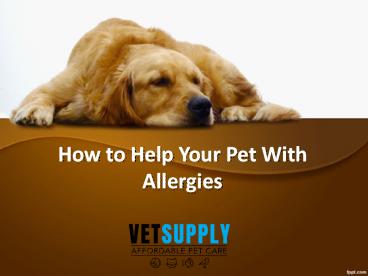 How to Help Your Pet With Allergies