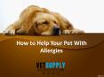 How to Help Your Pet With Allergies PowerPoint PPT Presentation