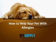 How to Help Your Pet With Allergies