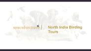 Birding Northern India