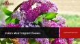 India's Most Fragrant Flower Delivery