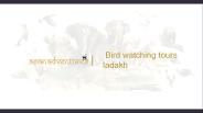 Bird watching tours packages ladakh