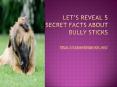 Let’s Reveal 5 Secret Facts about Bully Sticks - Cats and Dogs Rock PowerPoint PPT Presentation