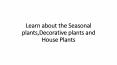 Learn about the Seasonal plants,Decorative plants and House Plants PowerPoint PPT Presentation