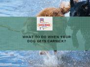 What to do When your dog gets carsick