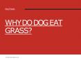 Why do Dog Eat Grass? PowerPoint PPT Presentation