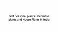 Best Seasonal plants,Decorative plants and House Plants in India PowerPoint PPT Presentation