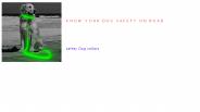 LEd safety collars for Dogs in Missouri (1)