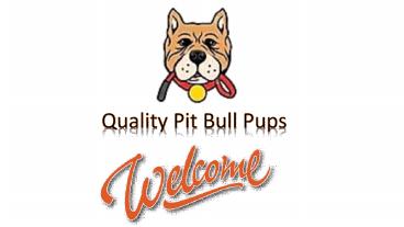 pitbull terrier for sale