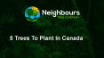 5 trees to plant in canada PowerPoint PPT Presentation