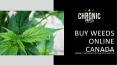 Bulk Weed Canada PowerPoint PPT Presentation