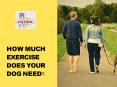 How Much Exercise Does your Dog Need? PowerPoint PPT Presentation