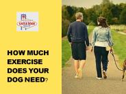 How Much Exercise Does your Dog Need?