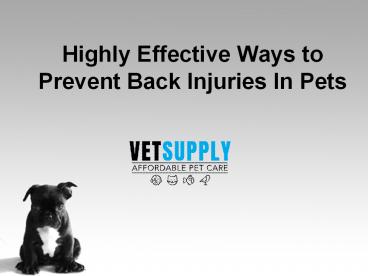 Highly Effective Ways to Prevent Back Injuries In Pets