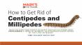 How to Get Rid of Centipedes and Millipedes PowerPoint PPT Presentation