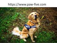 heavy duty dog harness