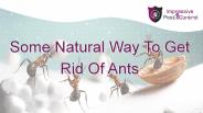 Some Natural Way To Get Rid Of Ants