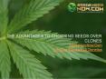 The Advantage of Choosing Seeds Over Clones PowerPoint PPT Presentation
