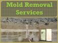 Mold Removal Services PowerPoint PPT Presentation