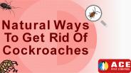 Natural Ways To Get Rid Of Cockroach Infestation
