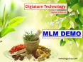 MLM Demo PowerPoint PPT Presentation