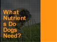 What Nutrients Do Dogs Need PowerPoint PPT Presentation