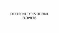 DIFFERENT TYPES OF PINK BLOOMS
