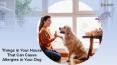 Things in your House that can Cause Allergies in your Dog PowerPoint PPT Presentation