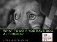 What to do if you have dog allergies? PowerPoint PPT Presentation