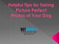 Helpful Tips for Taking Picture Perfect Photos of Your Dog PowerPoint PPT Presentation