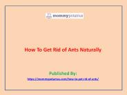 How To Get Rid of Ants Naturally