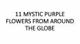11 MYSTIC PURPLE FLOWERS FROM AROUND THE GLOBE PowerPoint PPT Presentation