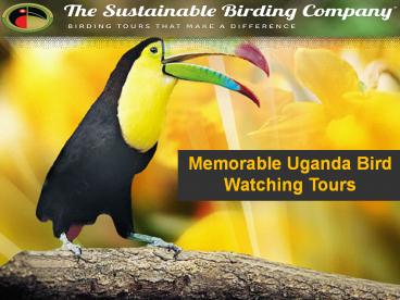 Memorable Uganda Bird Watching Tours