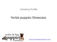 Yorkie Breeder in Norfolk Virginia | +1 (703) 829-6497 PowerPoint PPT Presentation