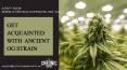 Ancient OG Strain PowerPoint PPT Presentation