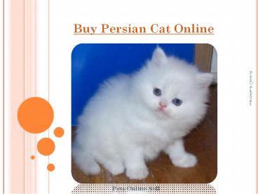 Buy Persian Cat Online From Pets Online Sell