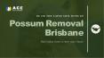 Possum Removal Brisbane PowerPoint PPT Presentation