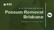 Possum Removal Brisbane