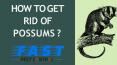 HOW TO GET RID OF POSSUMS ? | FAST PEST CONTROL PowerPoint PPT Presentation