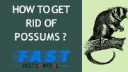 HOW TO GET RID OF POSSUMS ? | FAST PEST CONTROL