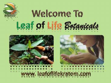 Red Kratom Strains in the USA