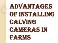 Reasons on Why you Should Install the Calving Cameras PowerPoint PPT Presentation