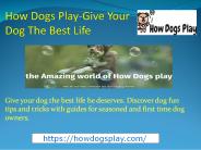 How Dogs Play-Give Your Dog The Best Life