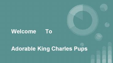 King Charles Spaniel for Sale