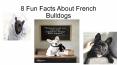 8 Fun Facts About French Bulldogs PowerPoint PPT Presentation