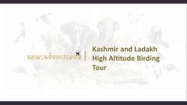 Kashmir and Ladakh High Altitude Birding Tour (1)