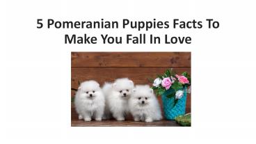 5 Pomeranian Puppies Facts to Make You Fall in Love