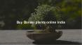Buy Bonsai plants online India
