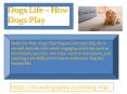Dogs Life -  How Dogs Play PowerPoint PPT Presentation
